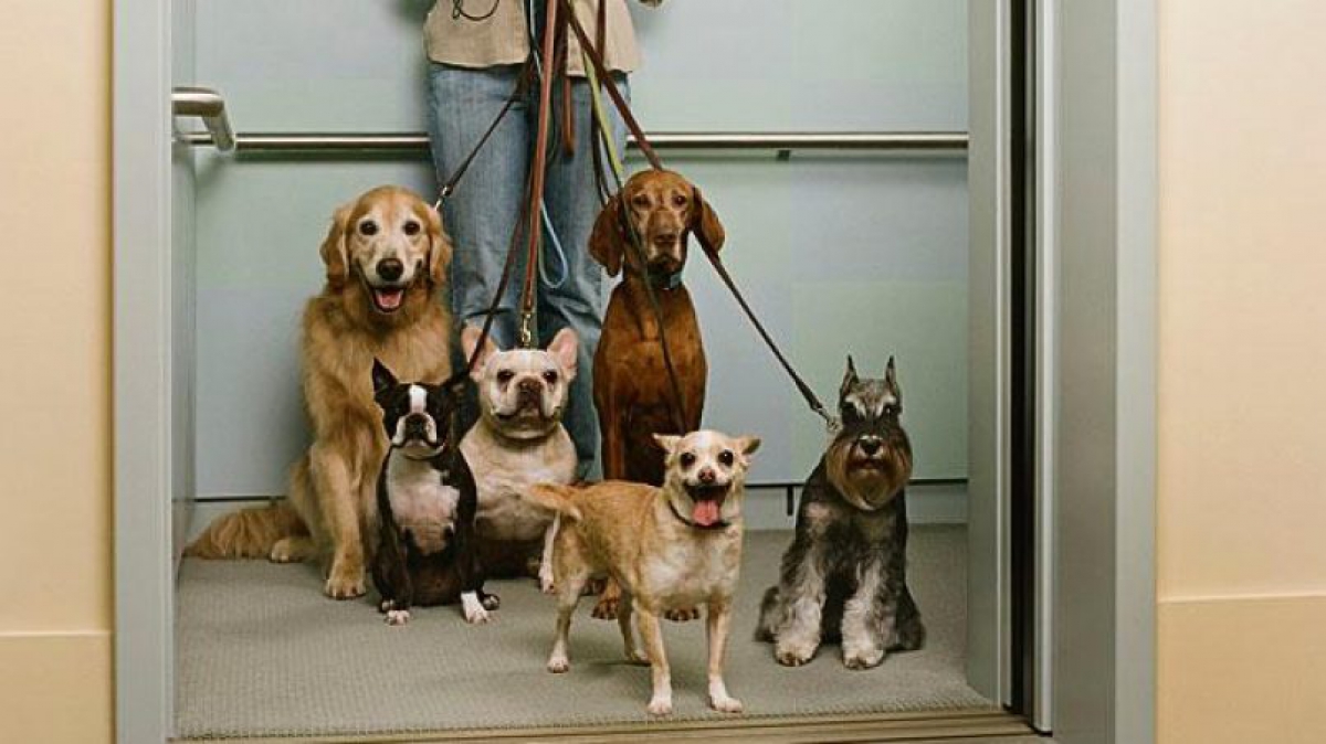 Puedo subir a mi perro en el ascensor