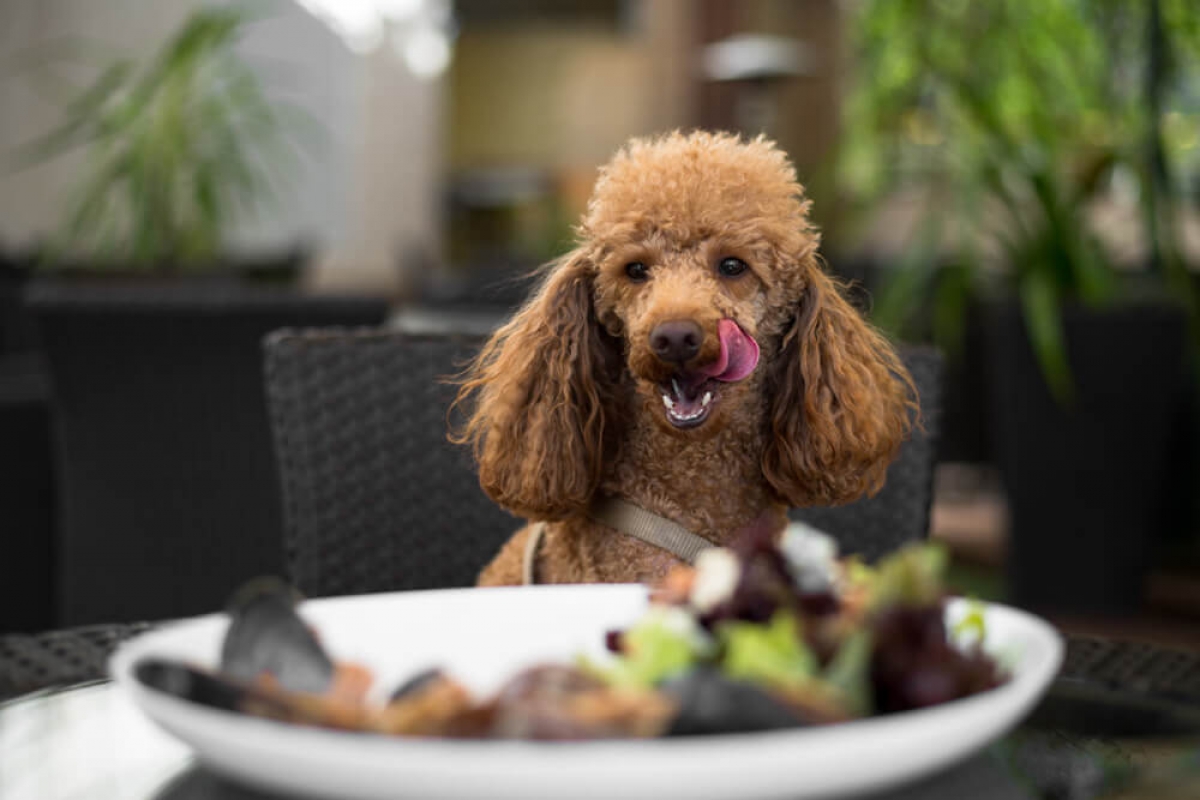 Puede entrar mi perro a establecimientos públicos