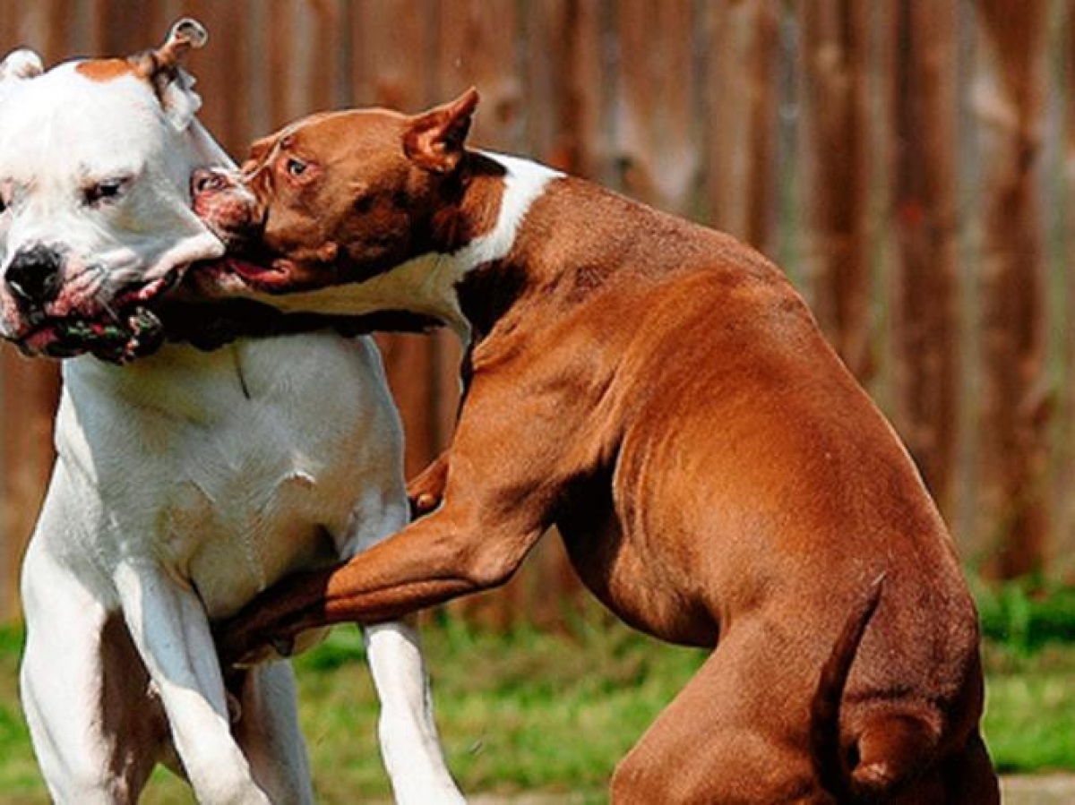 Qué debo hacer en caso de que mi perro muerda a una persona o a otro animal