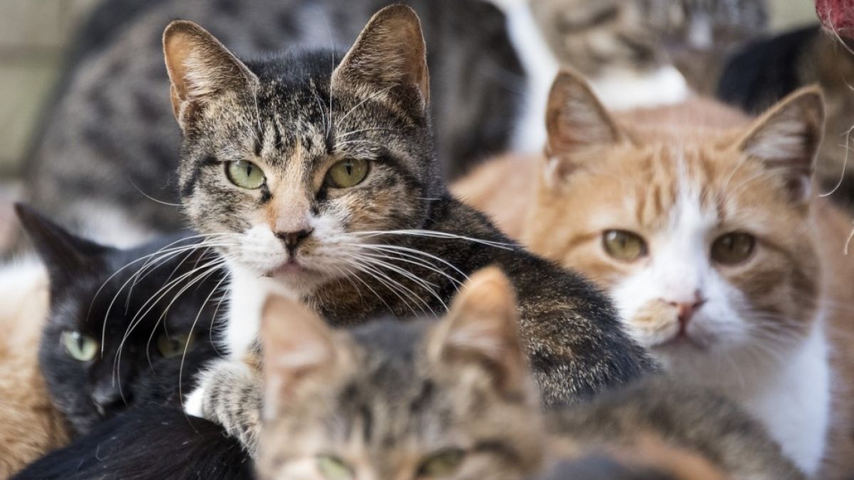 Cuántos perros y gatos puedo tener en mi domicilio