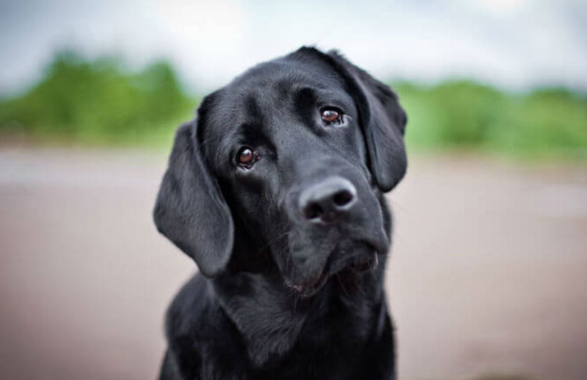 Se me ha extraviado un perro/gato ¿Qué he de hacer?