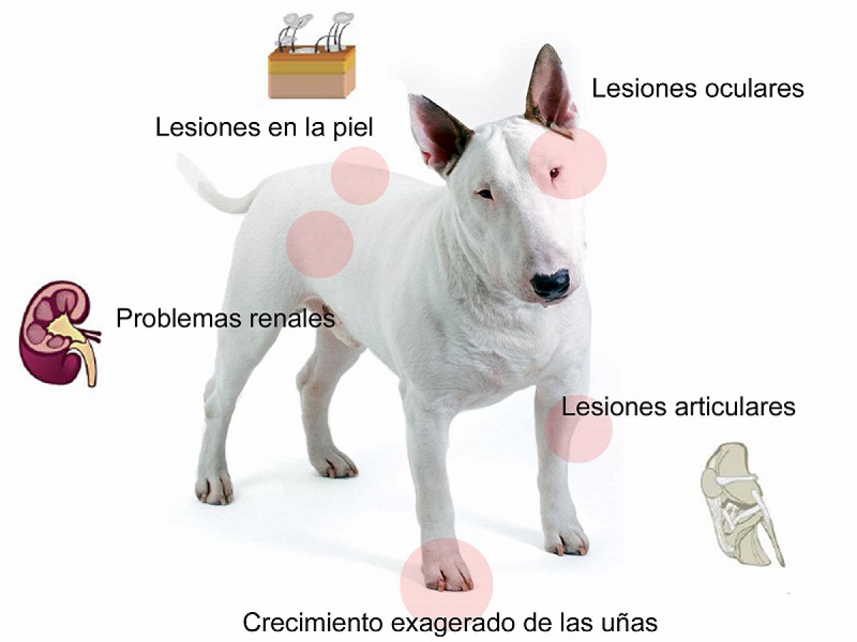 La leishmaniasis canina
