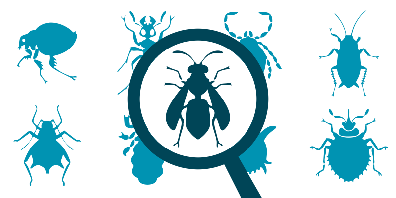 Servicios del Área de Control de Plagas