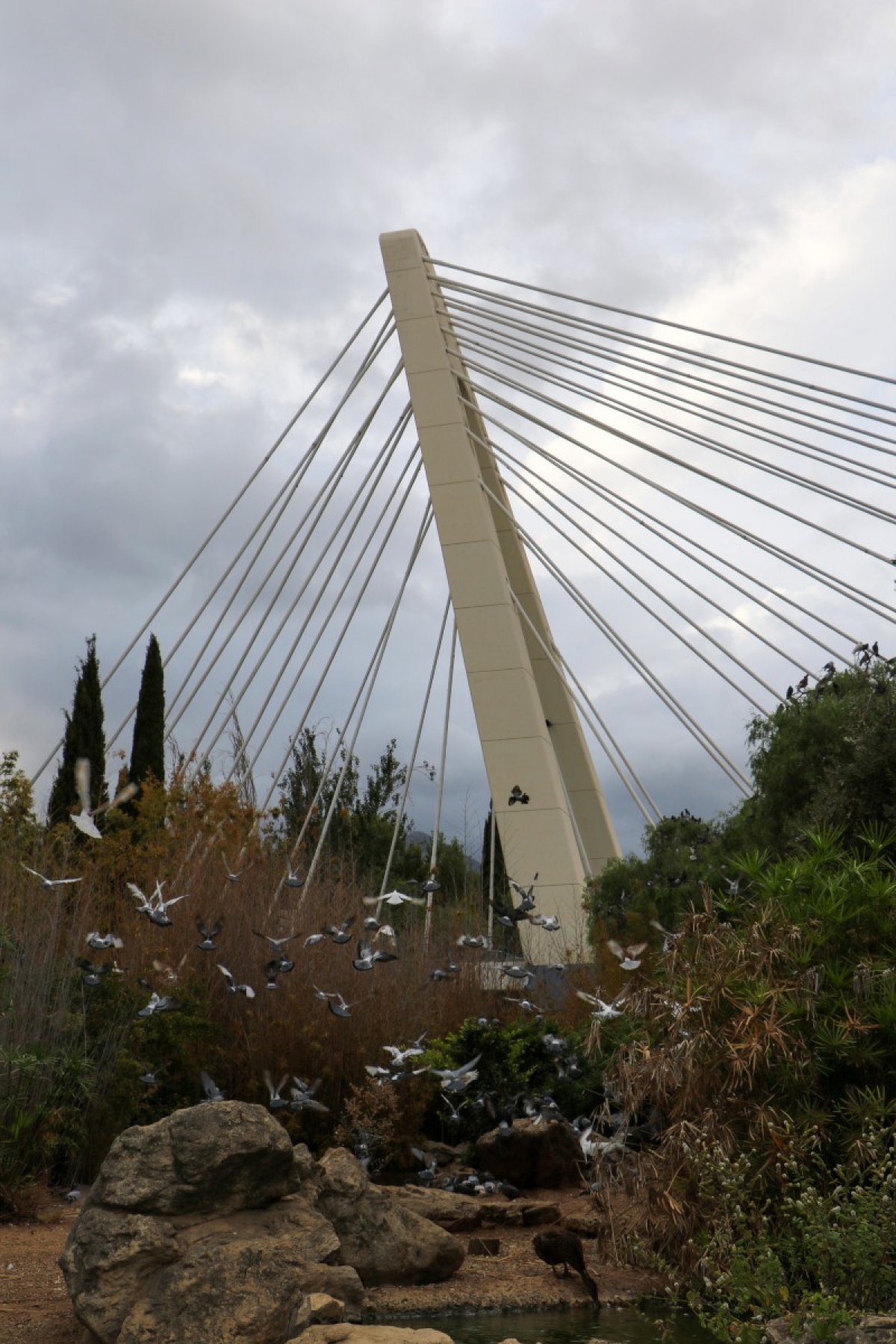 Palomas en el Puente de la Represa - Antonio Sánchez Urdiales