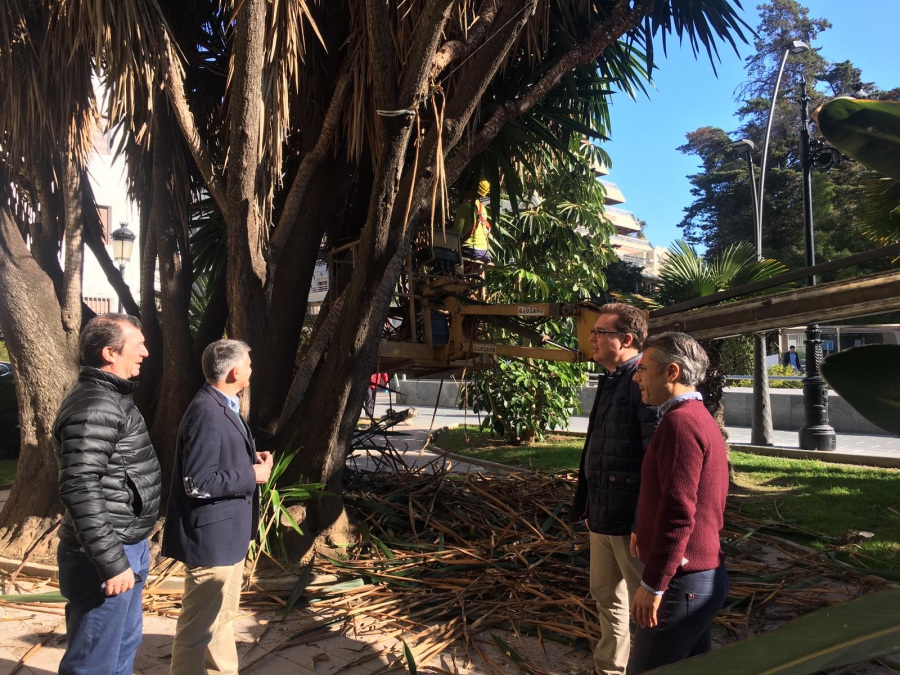 El Ayuntamiento continúa con las mejoras en el barrio Molino de Viento con la poda de más de 700 árboles y palmeras