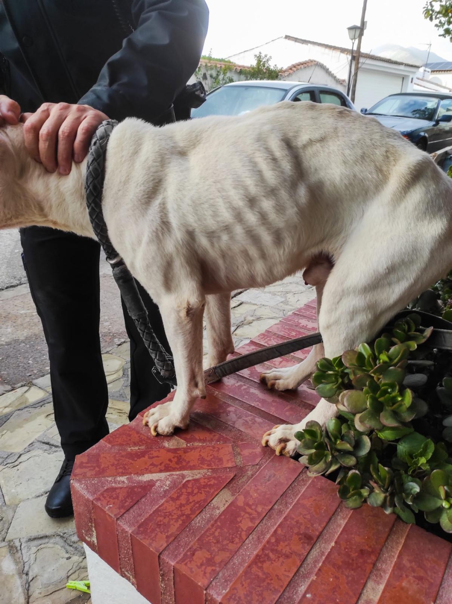 La Policía Local rescata a un perro cuya vida peligraba después de permanecer encerrado durante meses, sin comida y agua, en un trastero sin ventilación ni luz natural