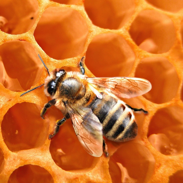 Retirada de colmenas de abejas