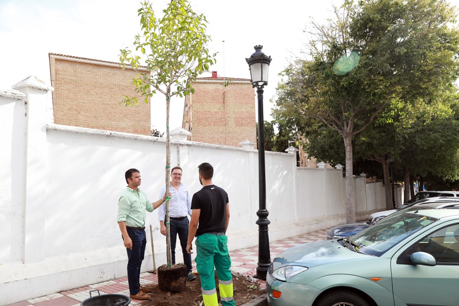 Marbella finalizará el año con la siembra de 350 nuevos ejemplares de arbolado en sus viales y parques públicos