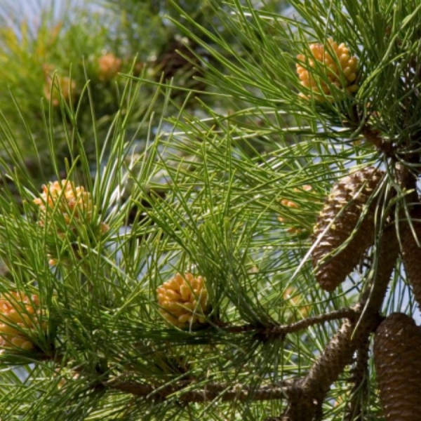 Pino Piñonero / Pine-Nut Tree (Pinus Pinea)