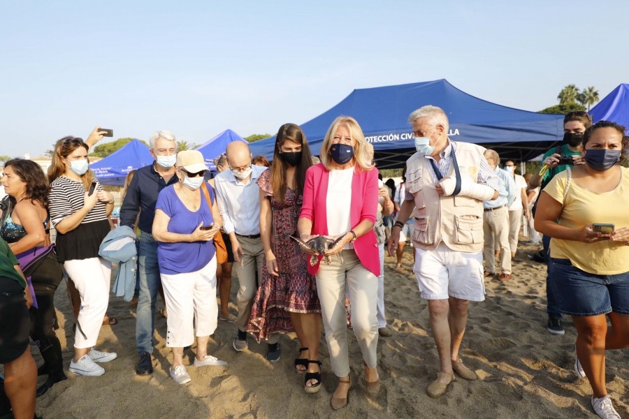 La alcaldesa participa en la suelta de 39 tortugas bobas en el mar de la playa de Cabopino y subraya “la gran labor” de los voluntarios que han colaborado en su cuidado desde la custodia del nido