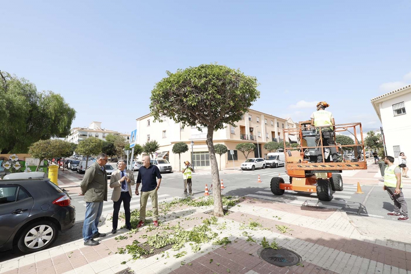 San Pedro Alcántara ejecuta la primera fase de su plan de poda, que actuará durante tres meses sobre 2.000 árboles y palmeras y alcanzará a 60 viales