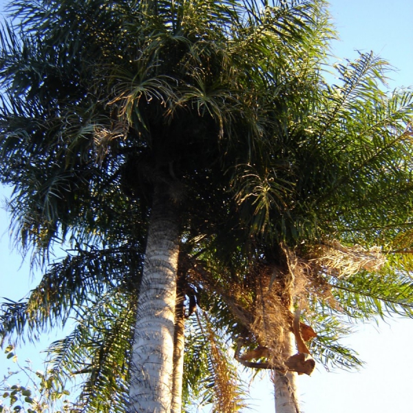 Falso Cocotero o Palmera Pindo / Queen Palm or Pindo Palm Tree