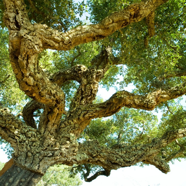 Alcornoque / Cork Oak (Quercus Suber)