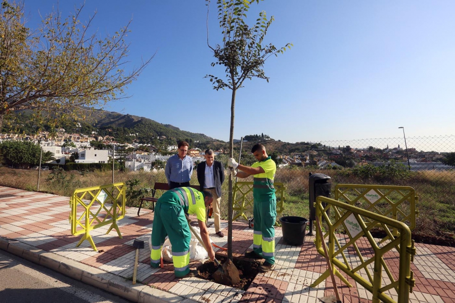 El Ayuntamiento pone en marcha un plan integral de destoconado y plantaciones que incrementará la masa arbórea del municipio con 266 nuevas unidades