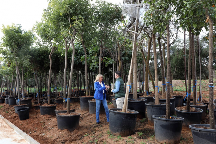 Marbella culminará su plan municipal de arbolado con la plantación de más de 330 árboles en los próximos dos meses y alcanzará el objetivo de 2.000 nuevos ejemplares en este mandato