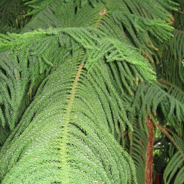 Pino de Norfolk o Araucaria excelsa / The Norfolk Pine