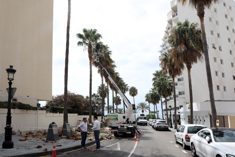 El Ayuntamiento impulsa un nuevo plan de poda dotado con más medios técnicos para acometer trabajos de mantenimiento en 30.000 árboles y palmeras