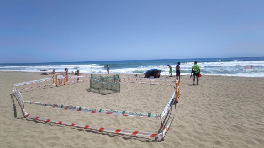Cerca de 200 voluntarios cubren todas las plazas del dispositivo especial de supervisión del nido de una tortuga boba en una playa de Marbella