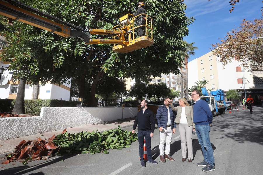El Ayuntamiento pone en marcha un nuevo plan de poda que actuará en cerca de 17.000 árboles y palmeras de todo el término municipal