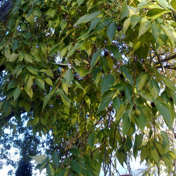 Almez-Almencino / Nettle Tree