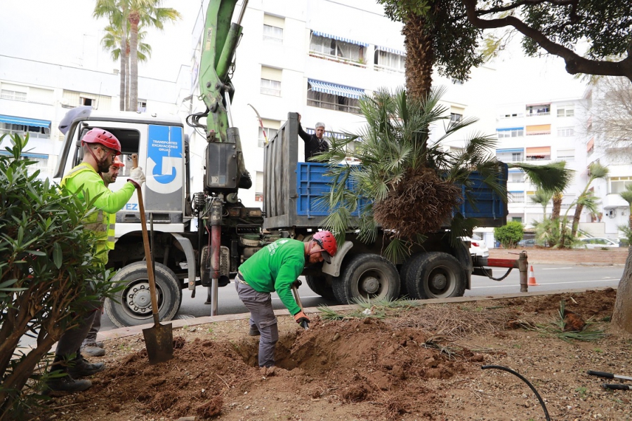 El Ayuntamiento inicia el trasplante 25 árboles de calle Doha para su conservación durante las obras de construcción de un nuevo aparcamiento subterráneo