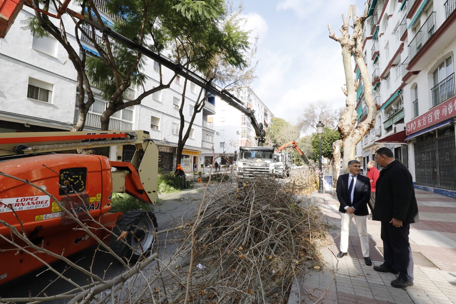 El Ayuntamiento acomete un plan de poda de 1.350 palmeras y árboles en San Pedro para garantizar su conservación y la seguridad de los peatones