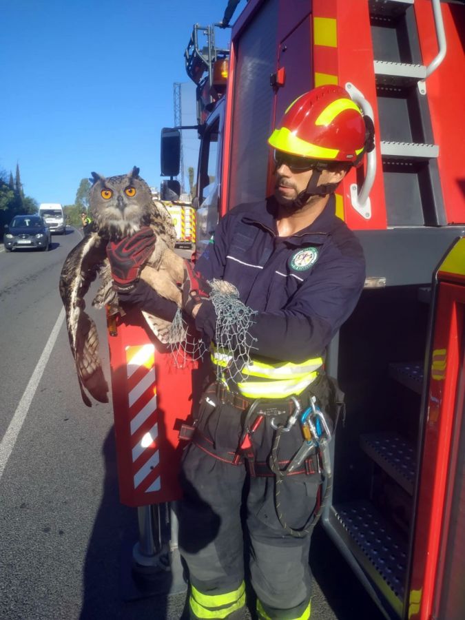 Imagen de la noticia Agentes del cuerpo de Bomberos rescatan a un búho…