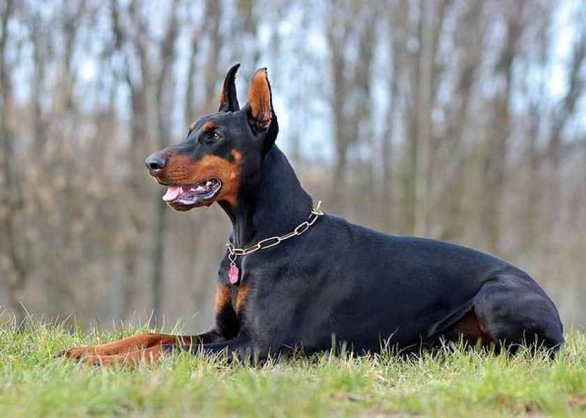 Razas de perros consideradas peligrosas