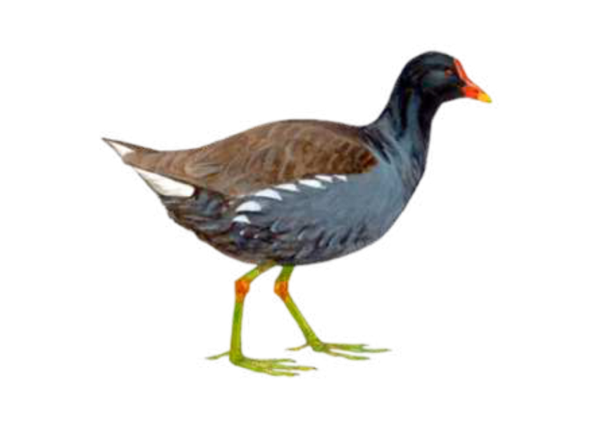 Gallineta