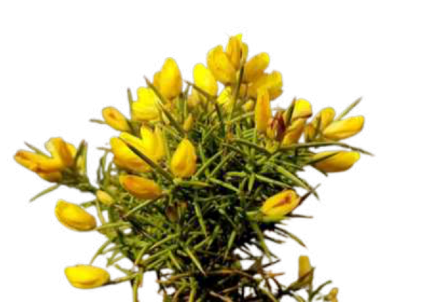 aulaga