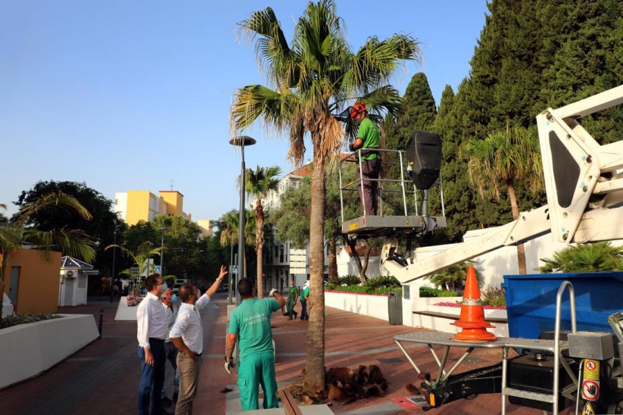 Imagen de la noticia Parques y Jardines comienza la segunda fase del P…