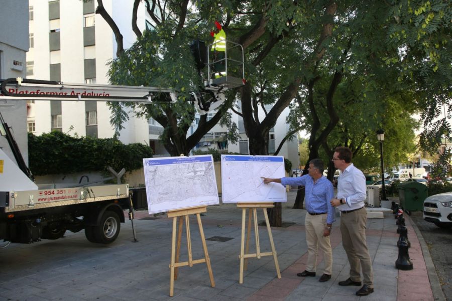 Imagen de la noticia El Ayuntamiento pone en marcha un Plan de Poda, q…