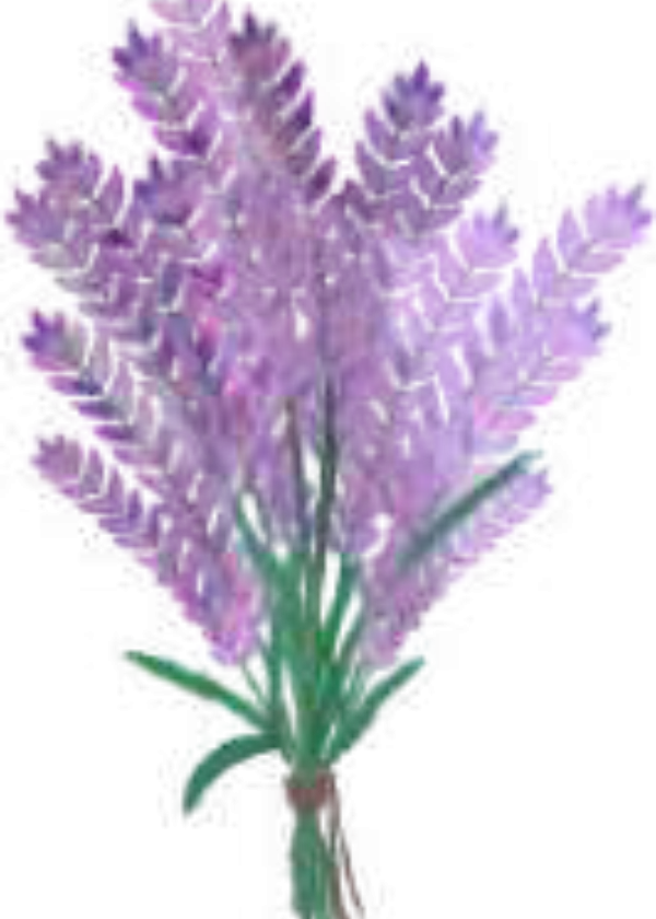 Lavanda