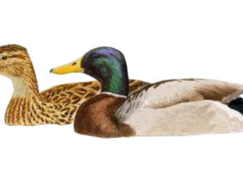 Ánade
