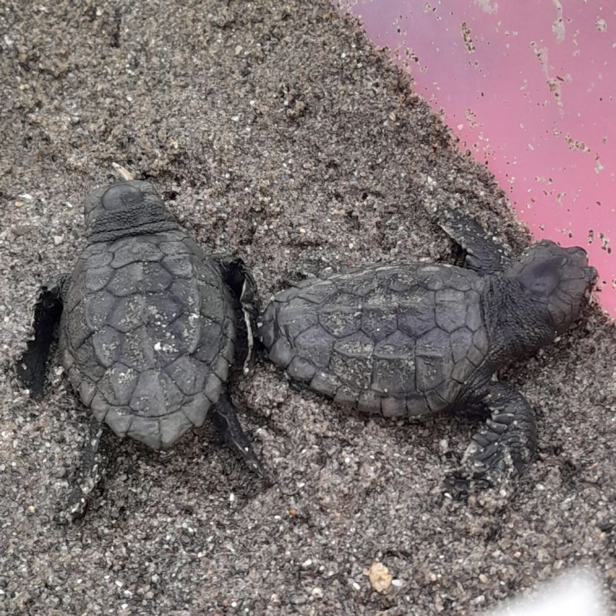 Imagen de la noticia La eclosión de otros veinte huevos eleva a más de…