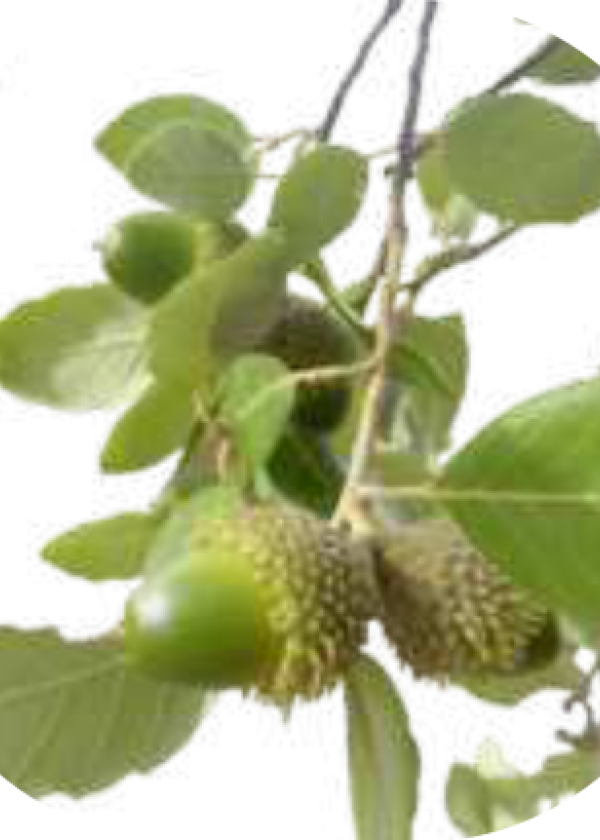 Alcornoque