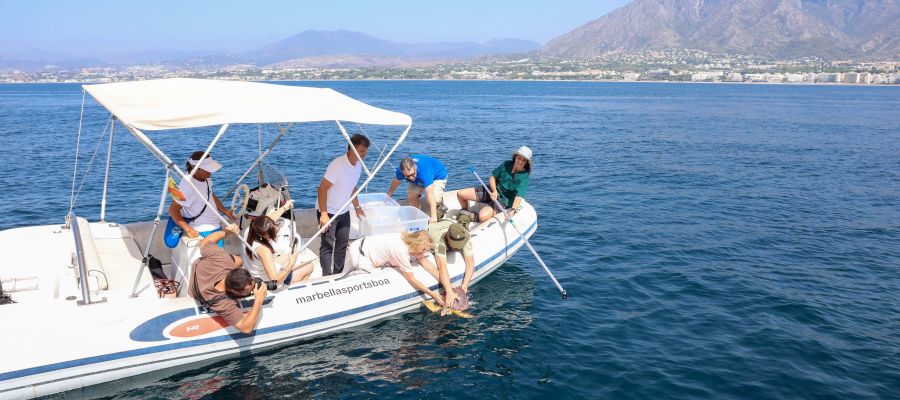 Marbella participa en la suelta al mar de dos tortugas bobas tras completar su recuperación