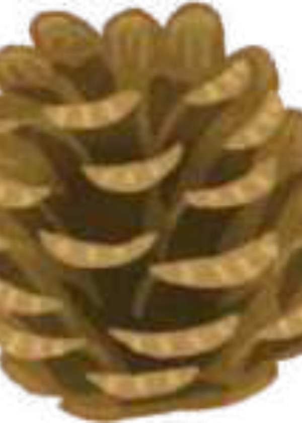 Piña de pino