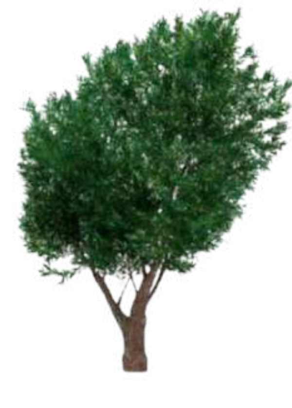 Acebuche