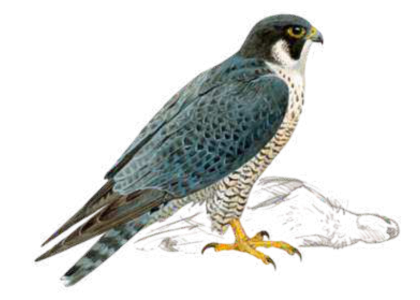 Alcón peregrino
