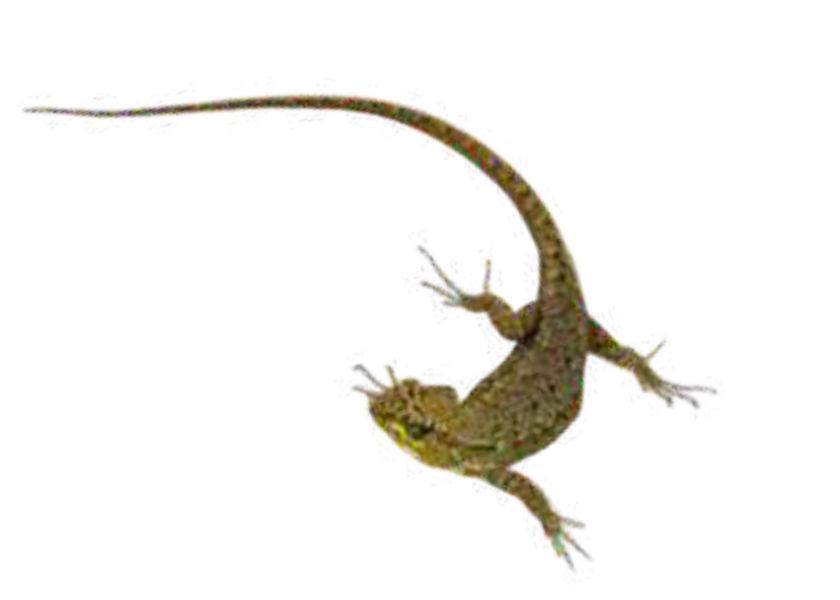Lagartija
