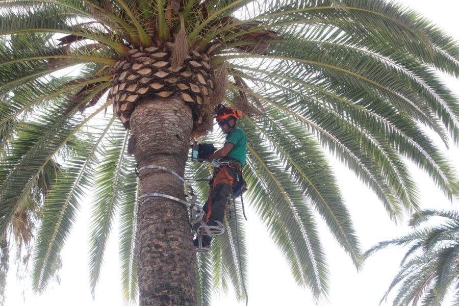 Imagen de la noticia Parques y Jardines emprende actuaciones de tratam…