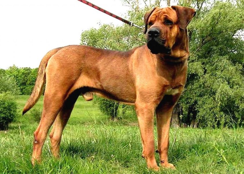 Razas de perros consideradas peligrosas