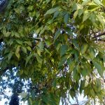 Almez-Almencino / Nettle Tree