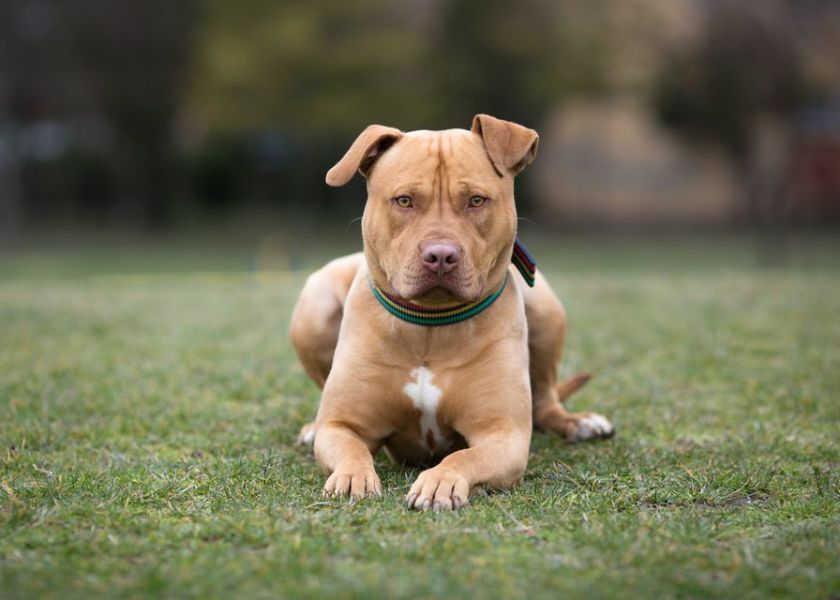 Razas de perros consideradas peligrosas