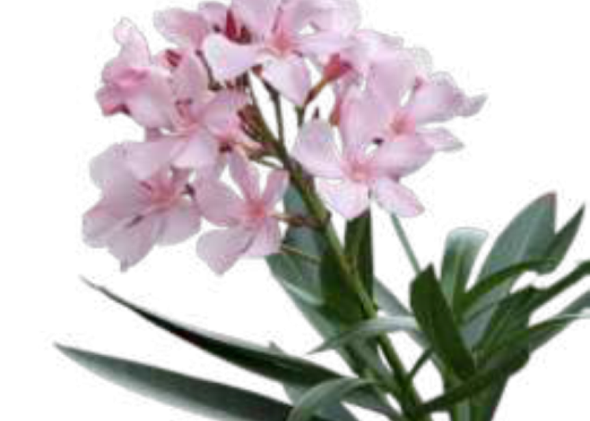 Adelfa