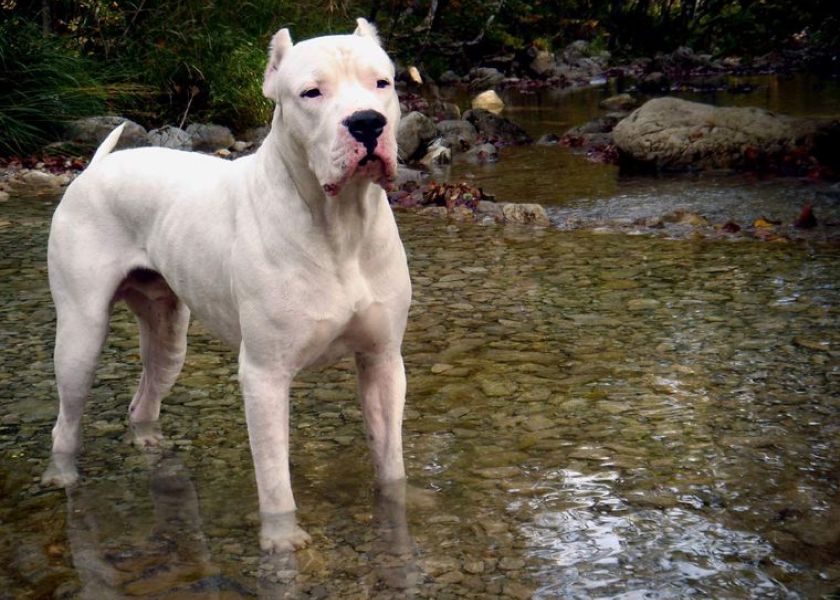 Razas de perros consideradas peligrosas