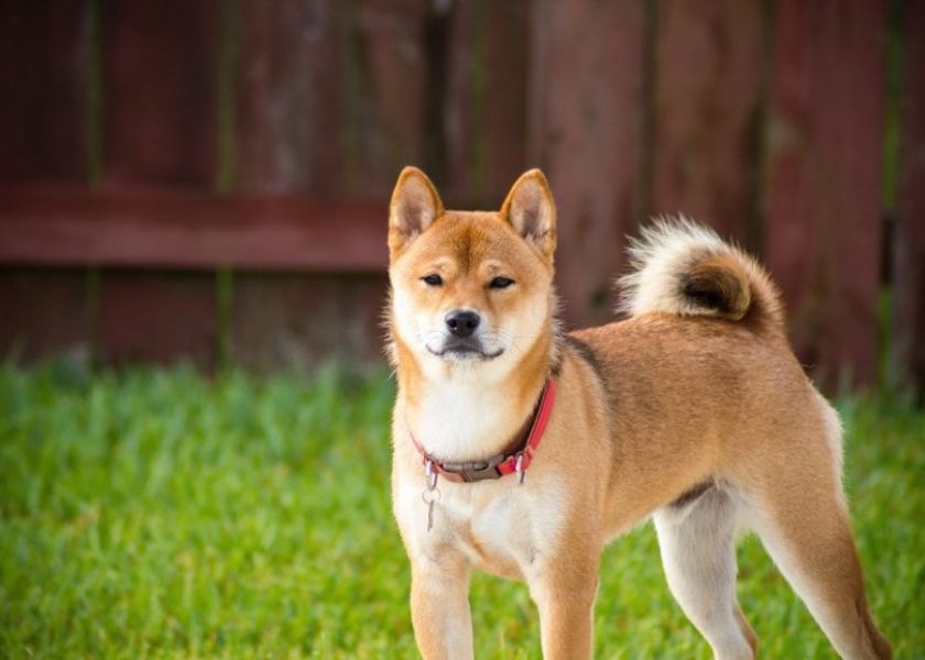 Razas de perros consideradas peligrosas