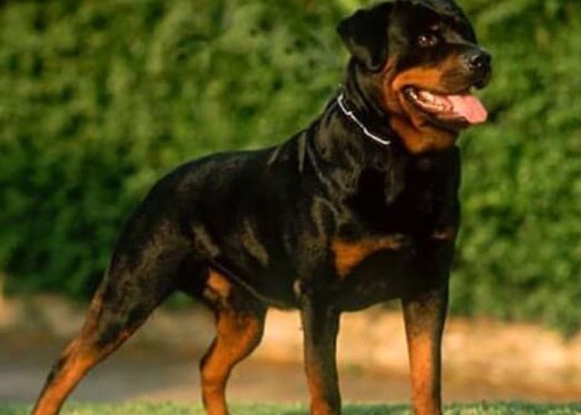 Razas de perros consideradas peligrosas