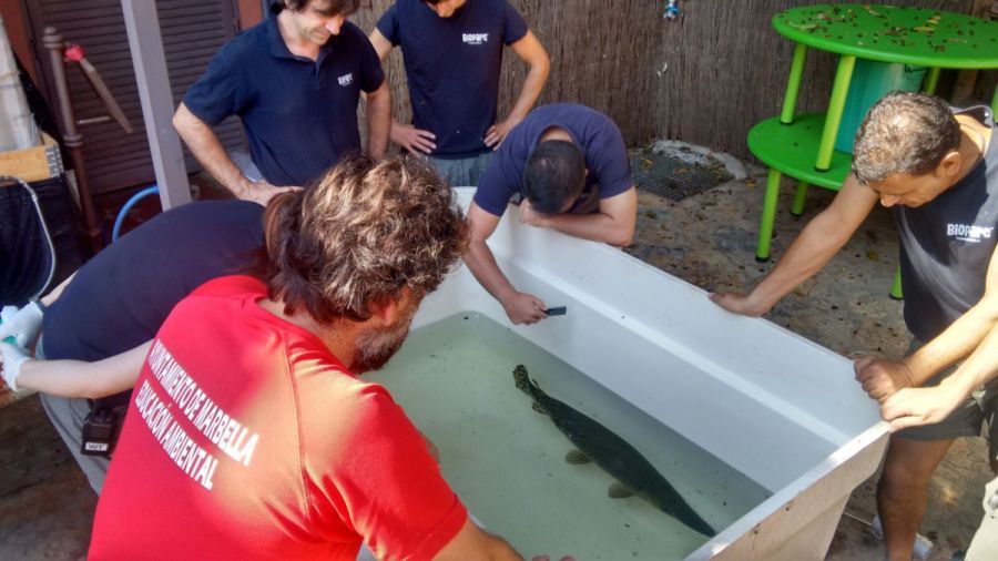 Imagen de la noticia Trasladado a Bioparc Fuengirola el pez cocodrilo…